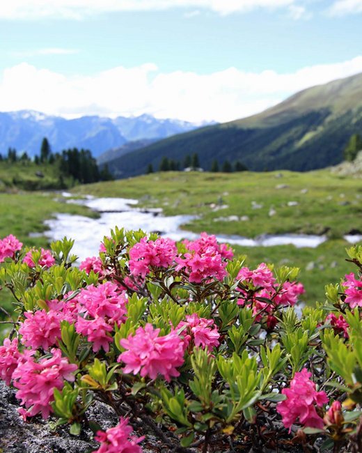 Ihr Urlaub im Sporthotel in Tirol Alpenrosen blühen in einem grünen Bergtal mit Fluss und Bergen im Hintergrund