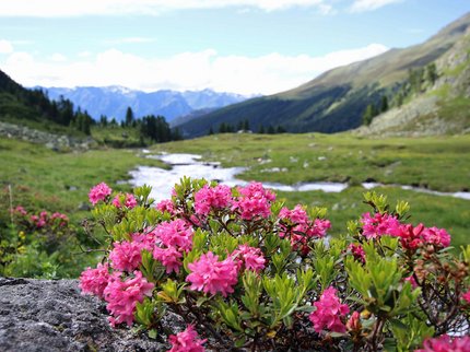 Looking for a hotel in Prutz? Alpine roses blooming in green mountain valley with stream and mountains in background