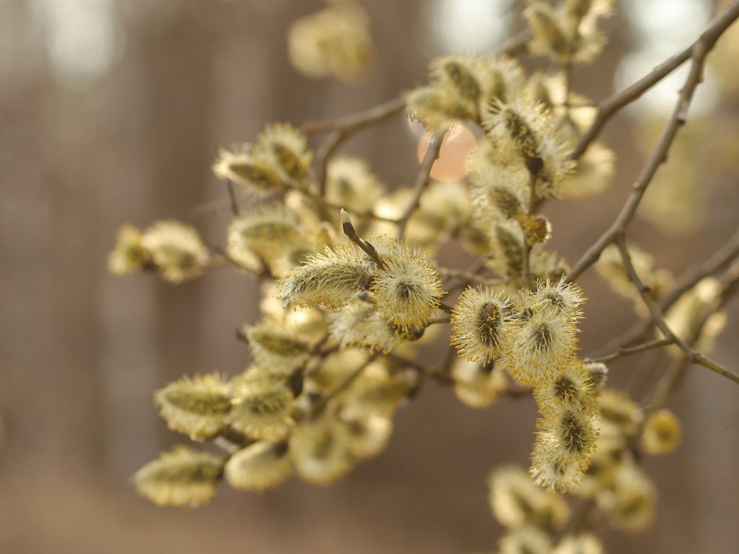 Bräuche am Palmsonntag Bräuche am Palmsonntag