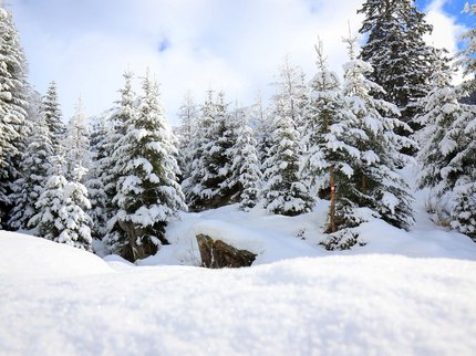 Ihr Hotel in unmittelbarer Nähe von Serfaus-Fiss-Ladis Verschneite Tannenbäume in einem Winterwald unter blauem Himmel