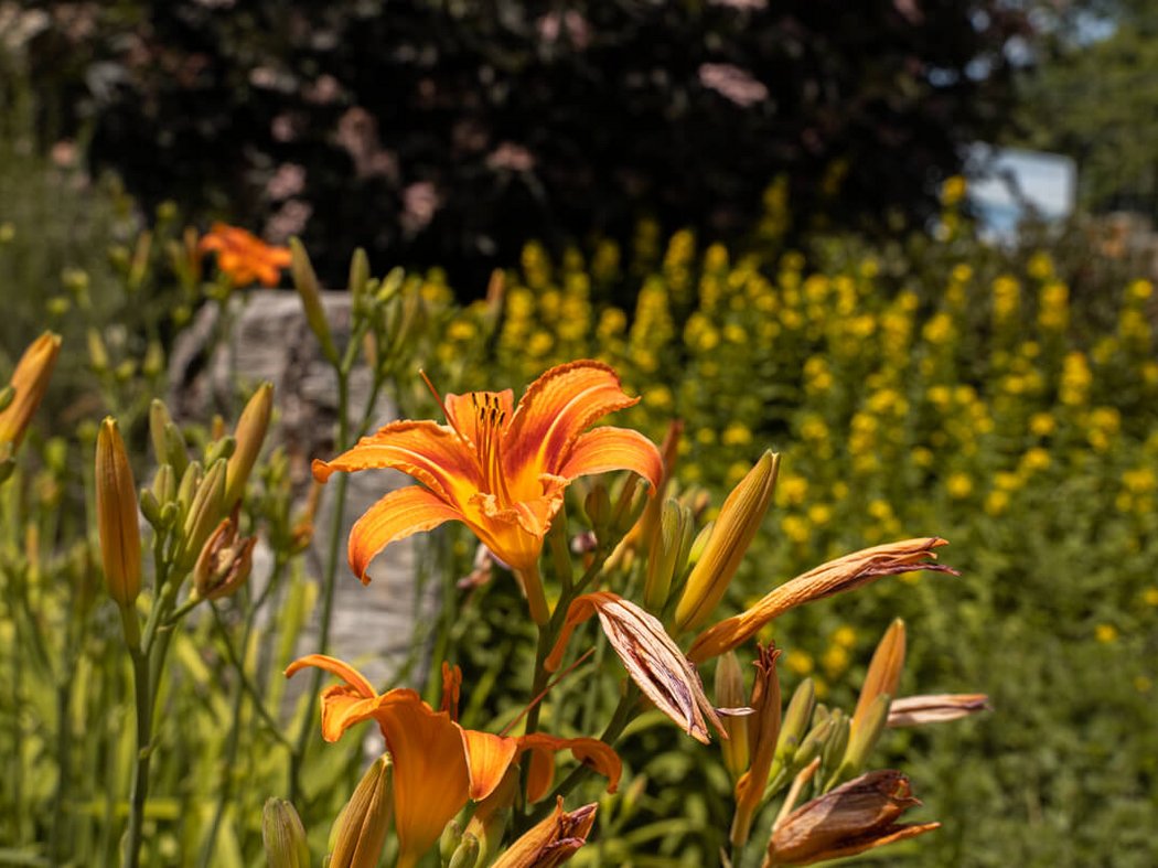 Der Sommer darf kommen! Orangefarbene Lilienblüte in einem sonnigen Garten mit grünen Pflanzen im Hintergrund